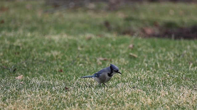 Blue Jay - ML653946813