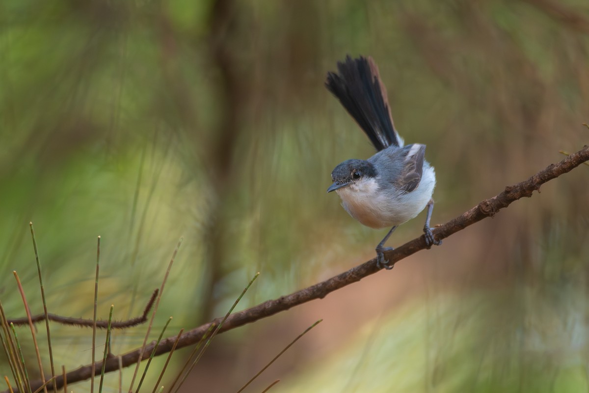 krattmyggsmett - ML653947336