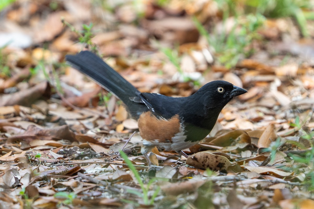 Eastern Towhee - ML653951395