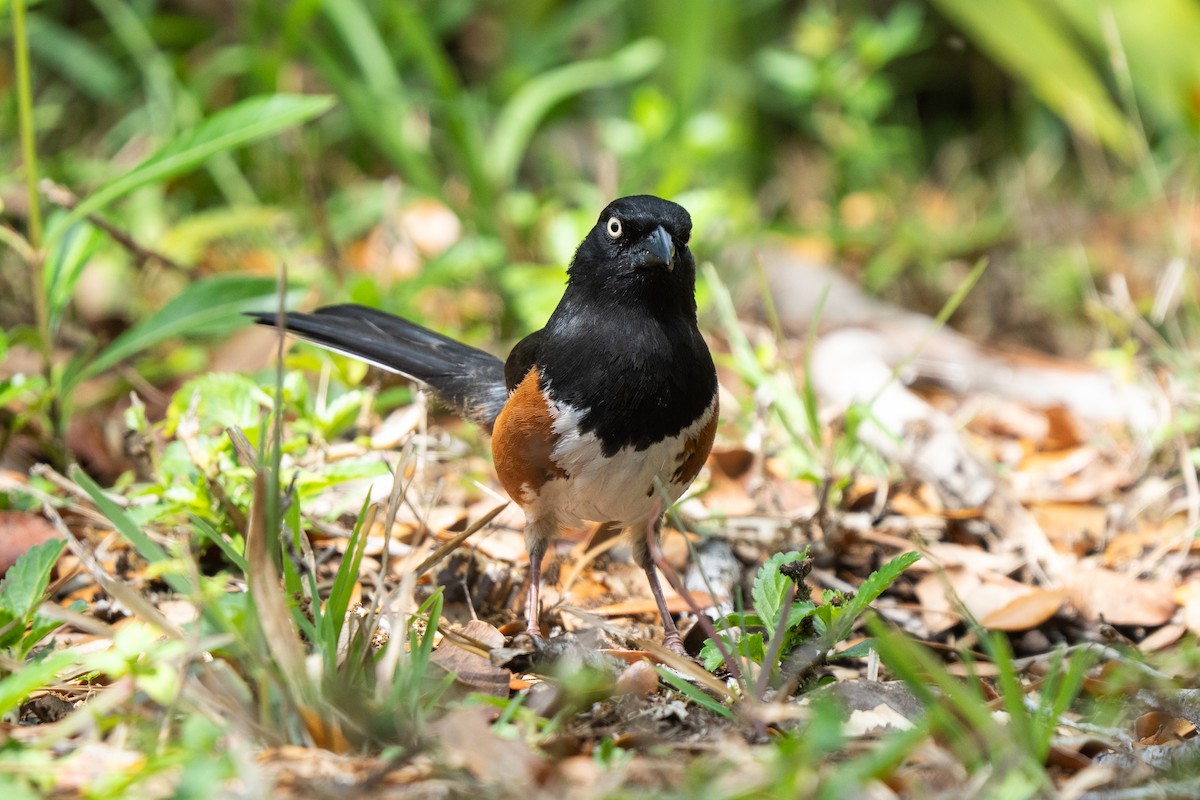 Eastern Towhee - ML653951396