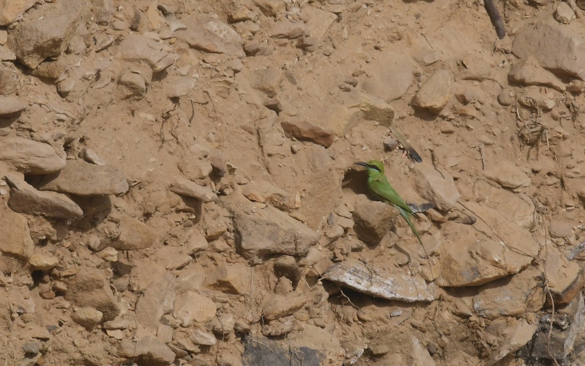 African Green Bee-eater - ML653952656