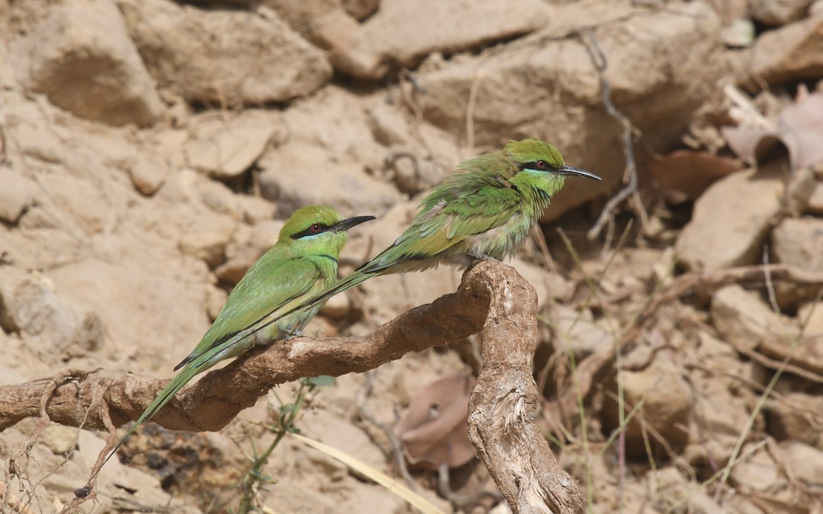African Green Bee-eater - ML653952668