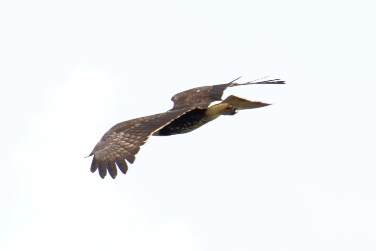 Snail Kite - ML653956572