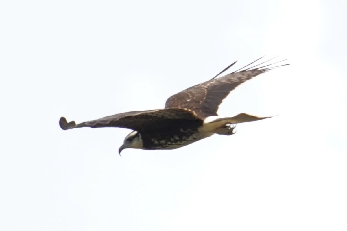 Snail Kite - ML653956580