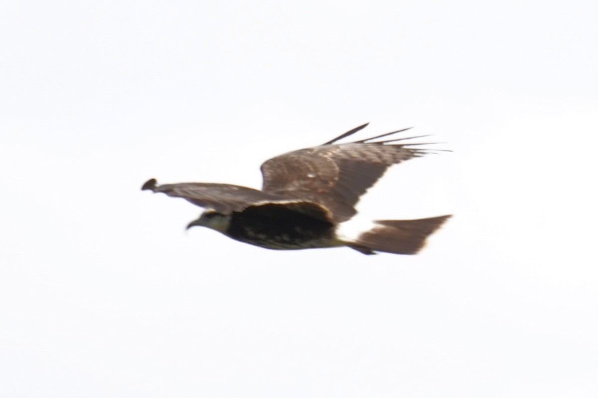 Snail Kite - ML653956585