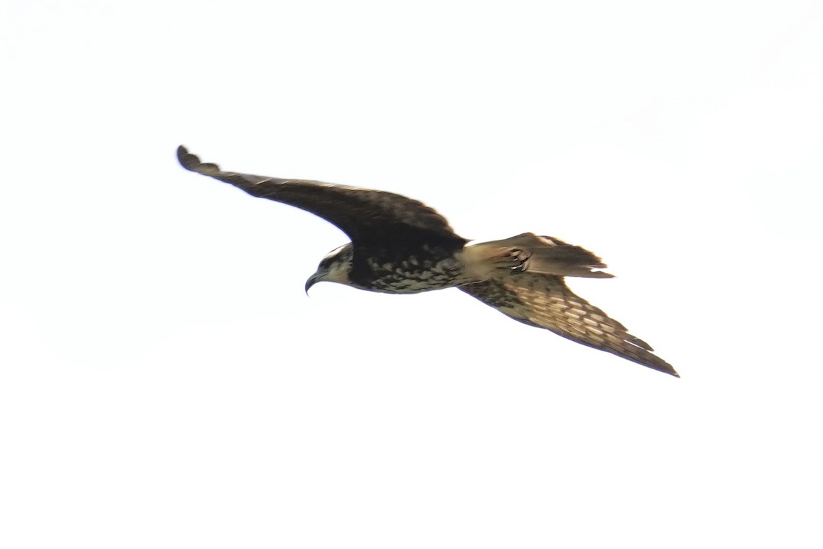 Snail Kite - ML653956587