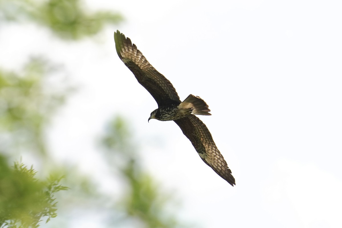 Snail Kite - ML653956748