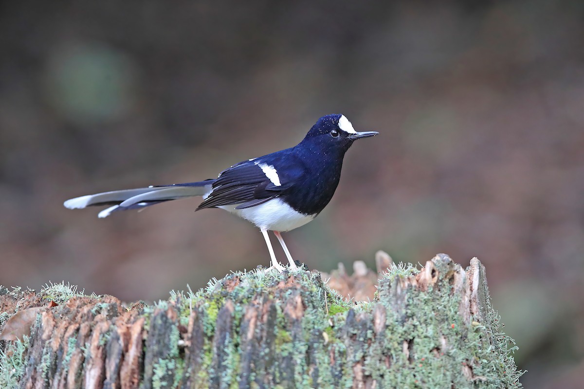 White-crowned Forktail (Northern) - ML653957849