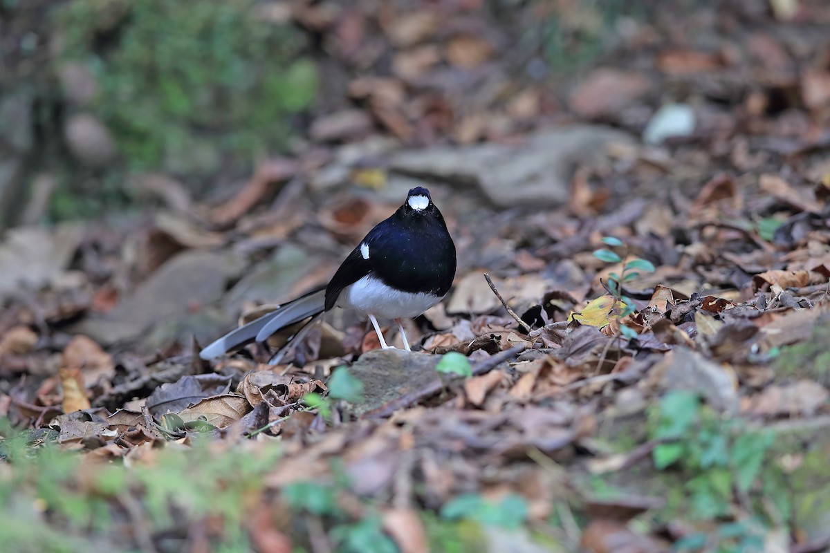 White-crowned Forktail (Northern) - ML653957850