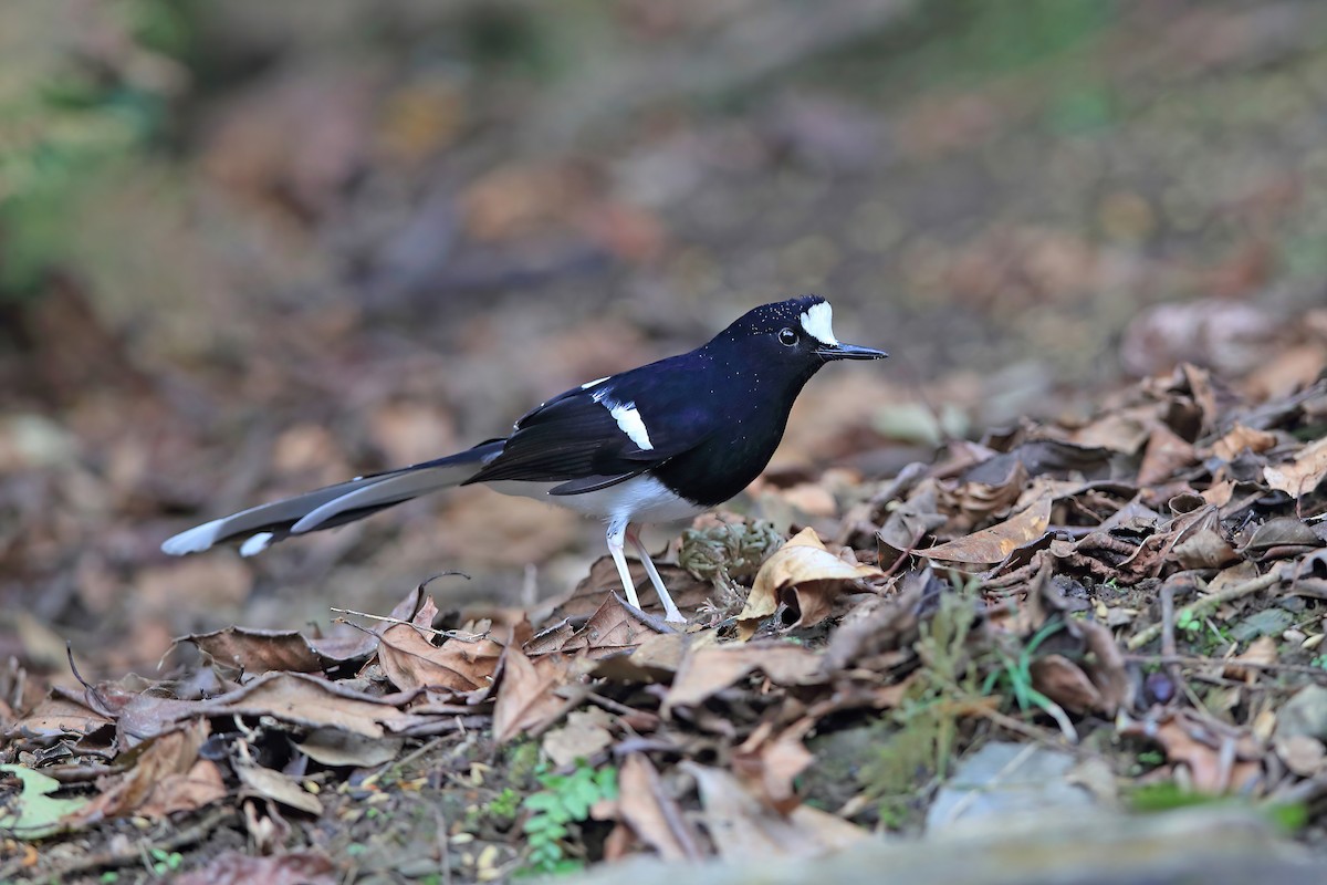 White-crowned Forktail (Northern) - ML653957851
