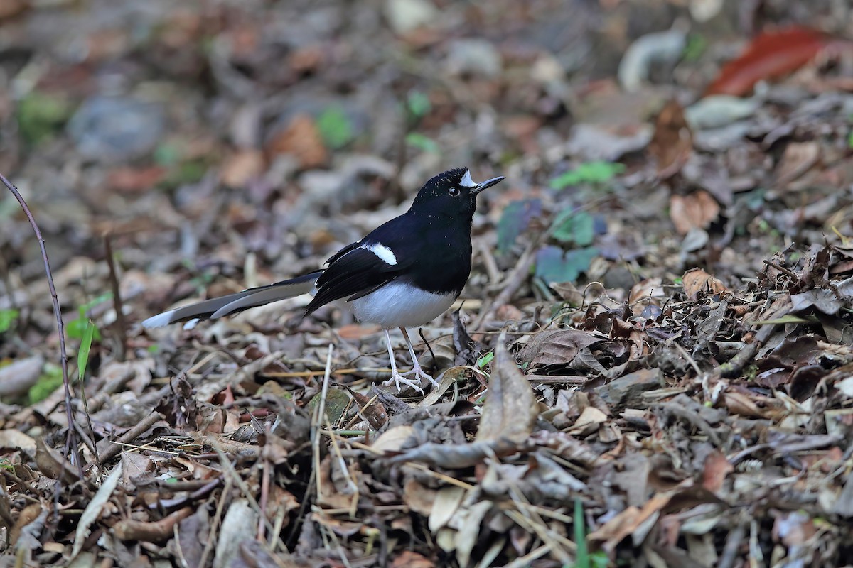 White-crowned Forktail (Northern) - ML653957852