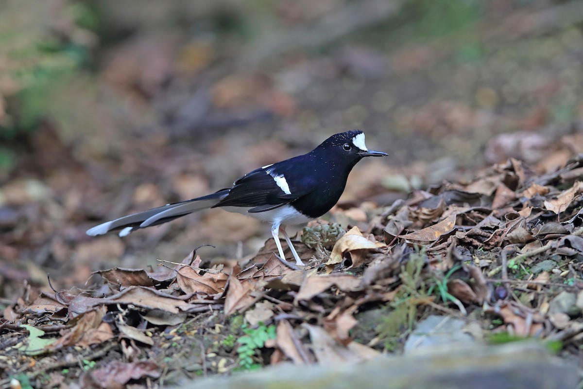 White-crowned Forktail (Northern) - ML653957853