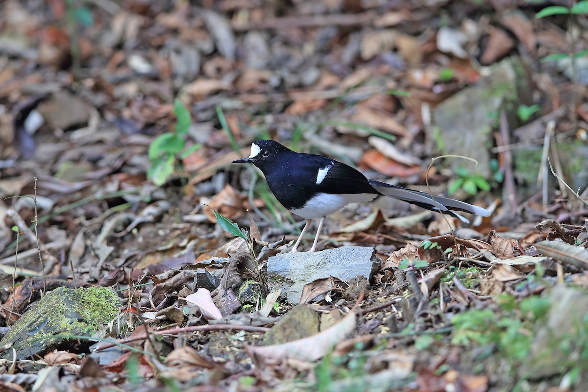 White-crowned Forktail (Northern) - ML653957854