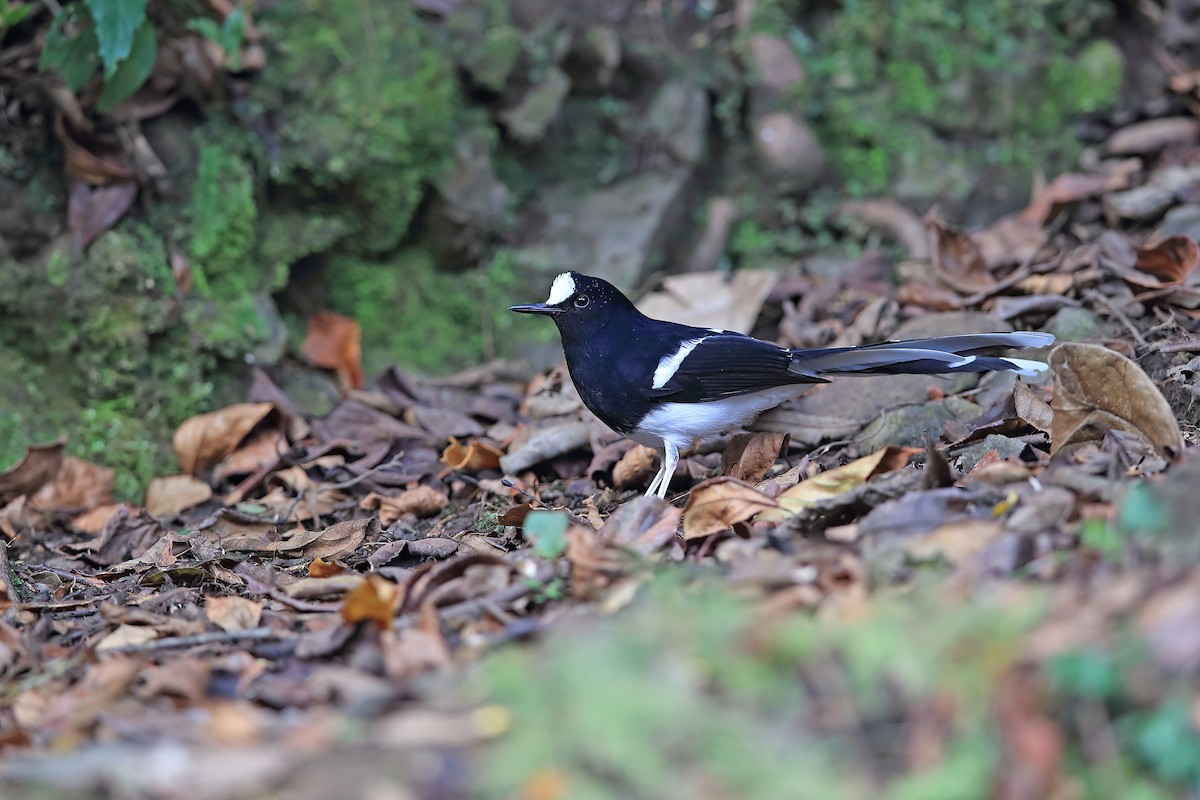 White-crowned Forktail (Northern) - ML653957855