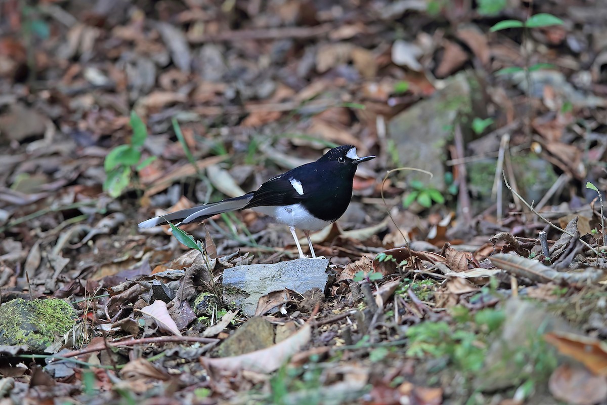 White-crowned Forktail (Northern) - ML653957856