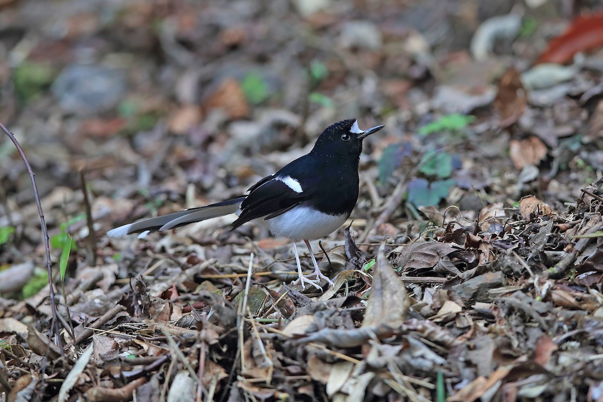 White-crowned Forktail (Northern) - ML653957857