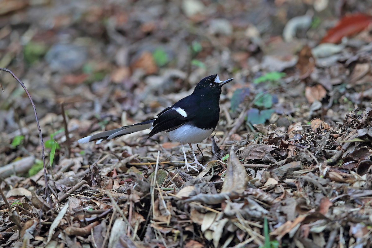 White-crowned Forktail (Northern) - ML653957858