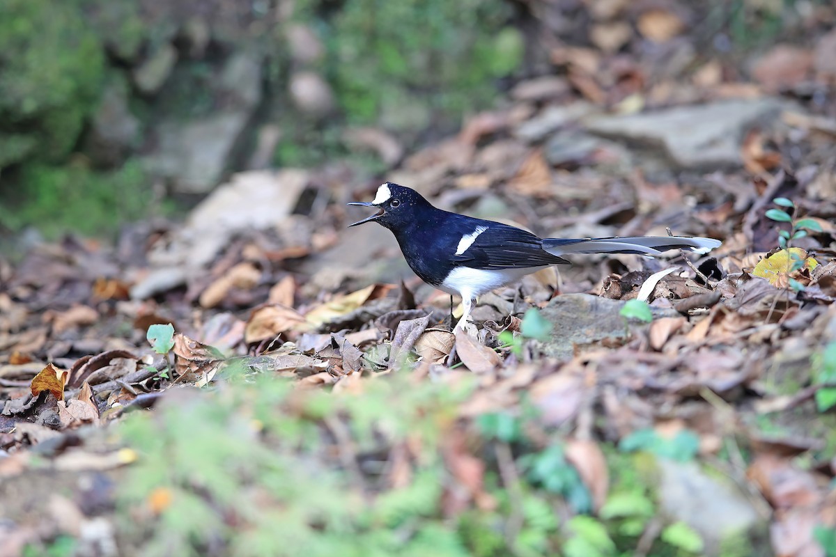 White-crowned Forktail (Northern) - ML653957859