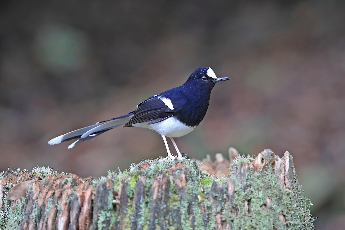 White-crowned Forktail (Northern) - ML653957861