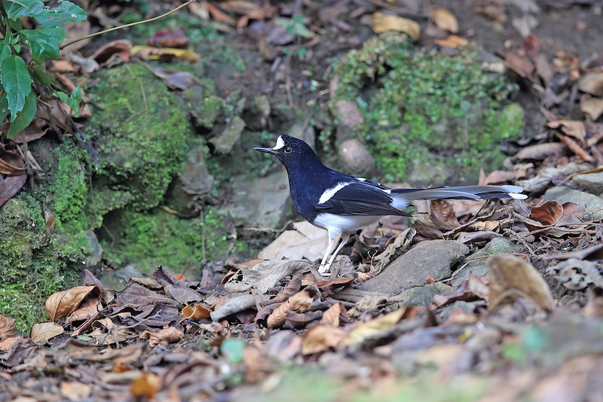 White-crowned Forktail (Northern) - ML653957862