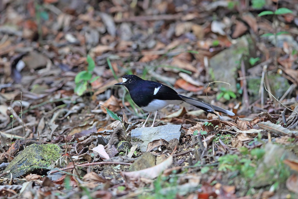 White-crowned Forktail (Northern) - ML653957863