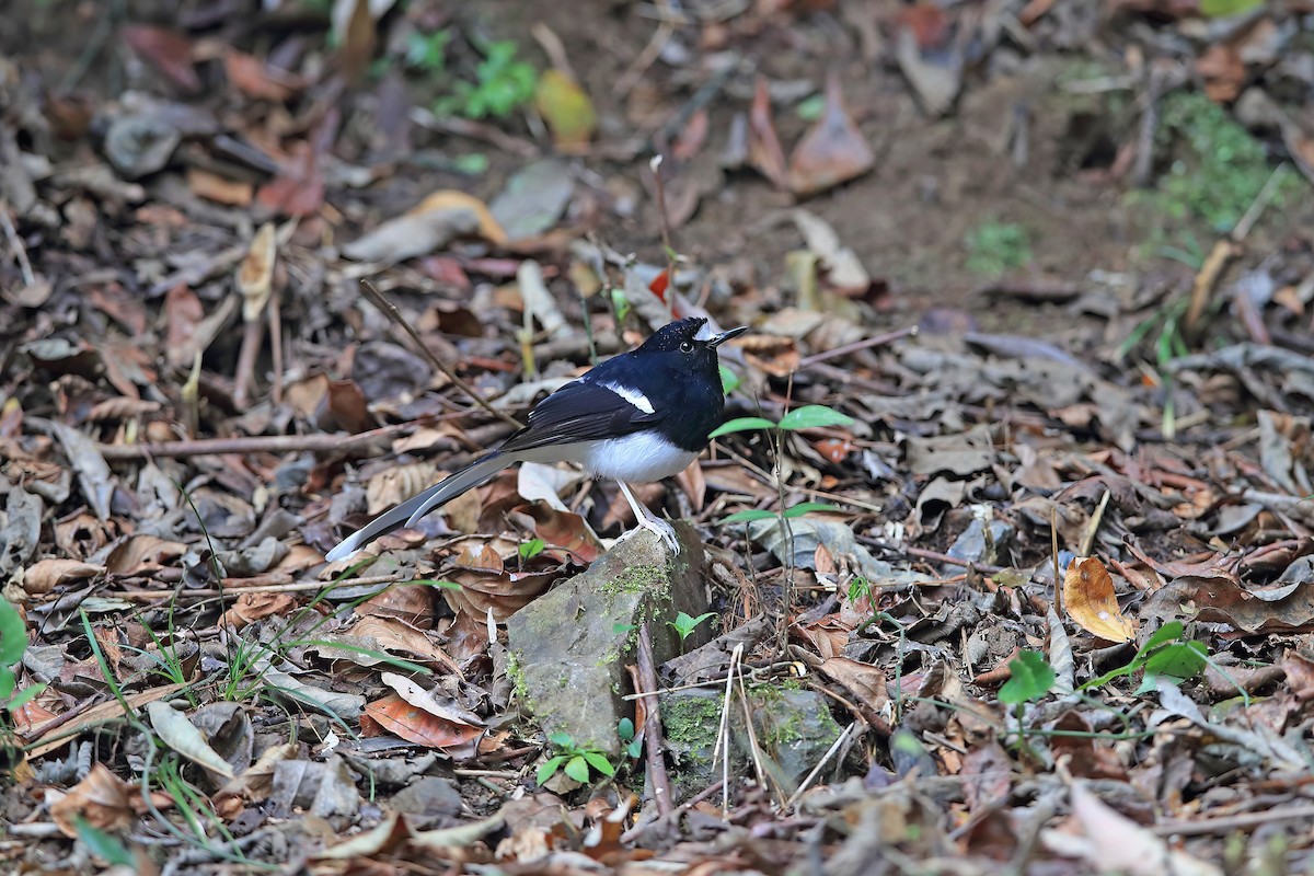 White-crowned Forktail (Northern) - ML653957864