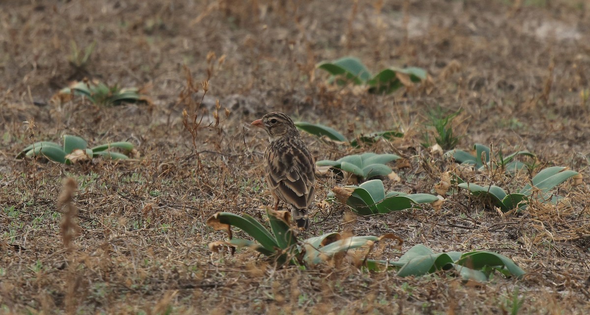 Pink-billed Lark - ML653960181