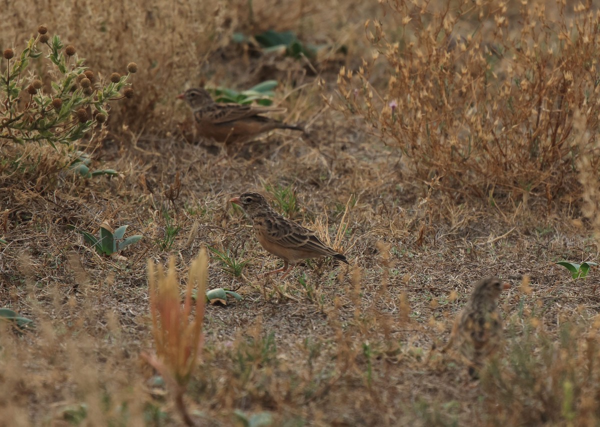 Pink-billed Lark - ML653960182
