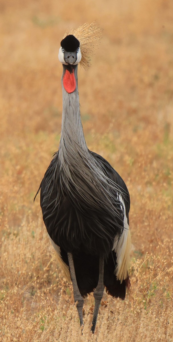 Gray Crowned-Crane - ML653960209