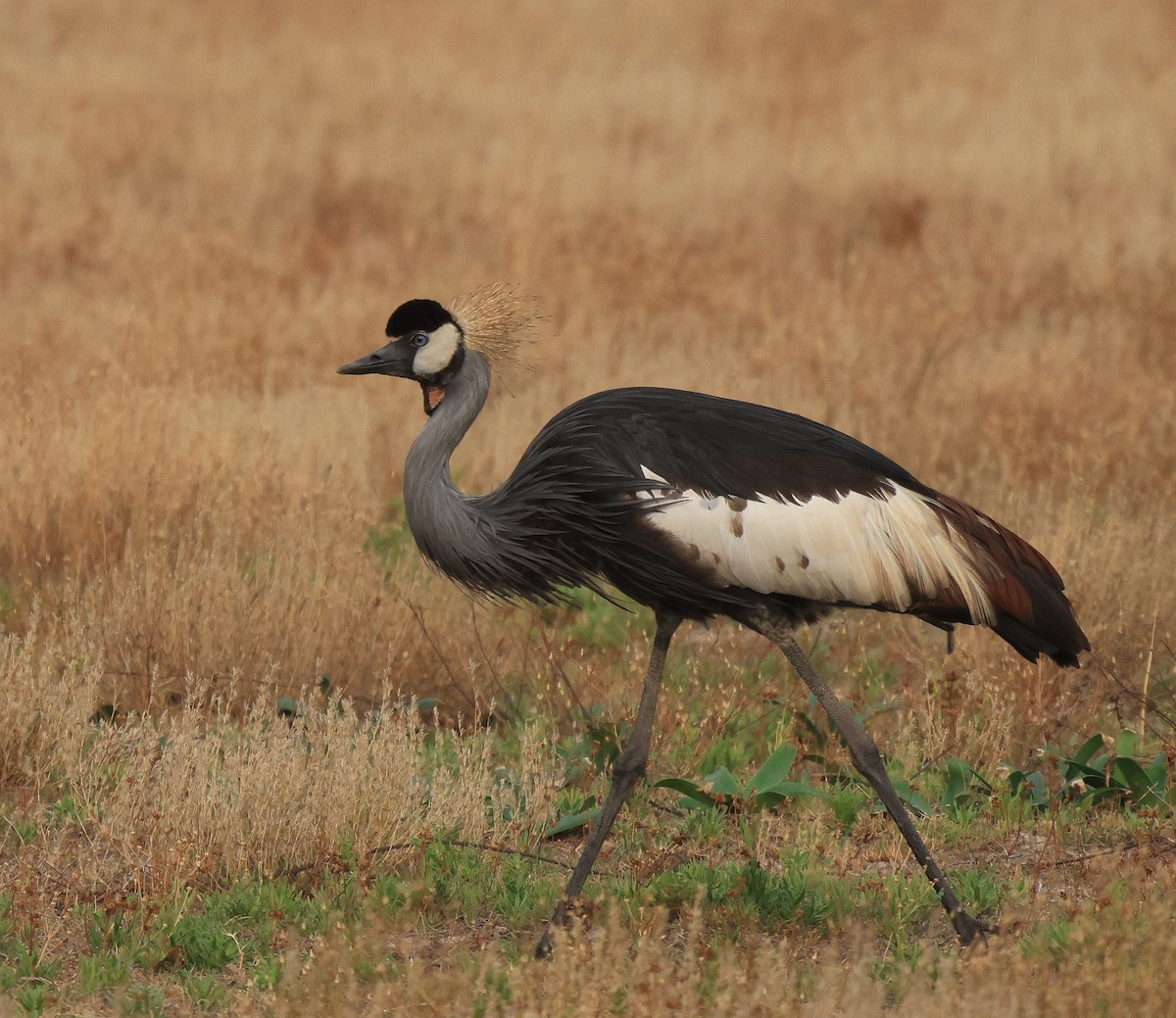 Gray Crowned-Crane - ML653960210