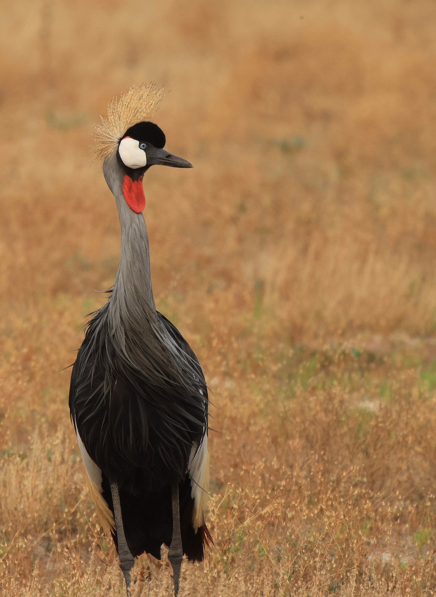 Gray Crowned-Crane - ML653960211