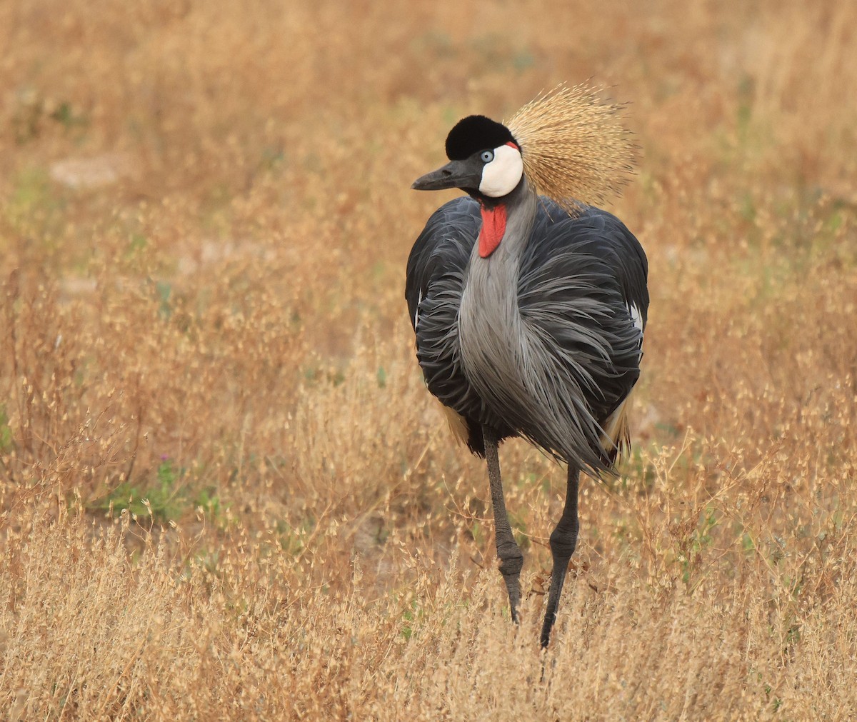Gray Crowned-Crane - ML653960212