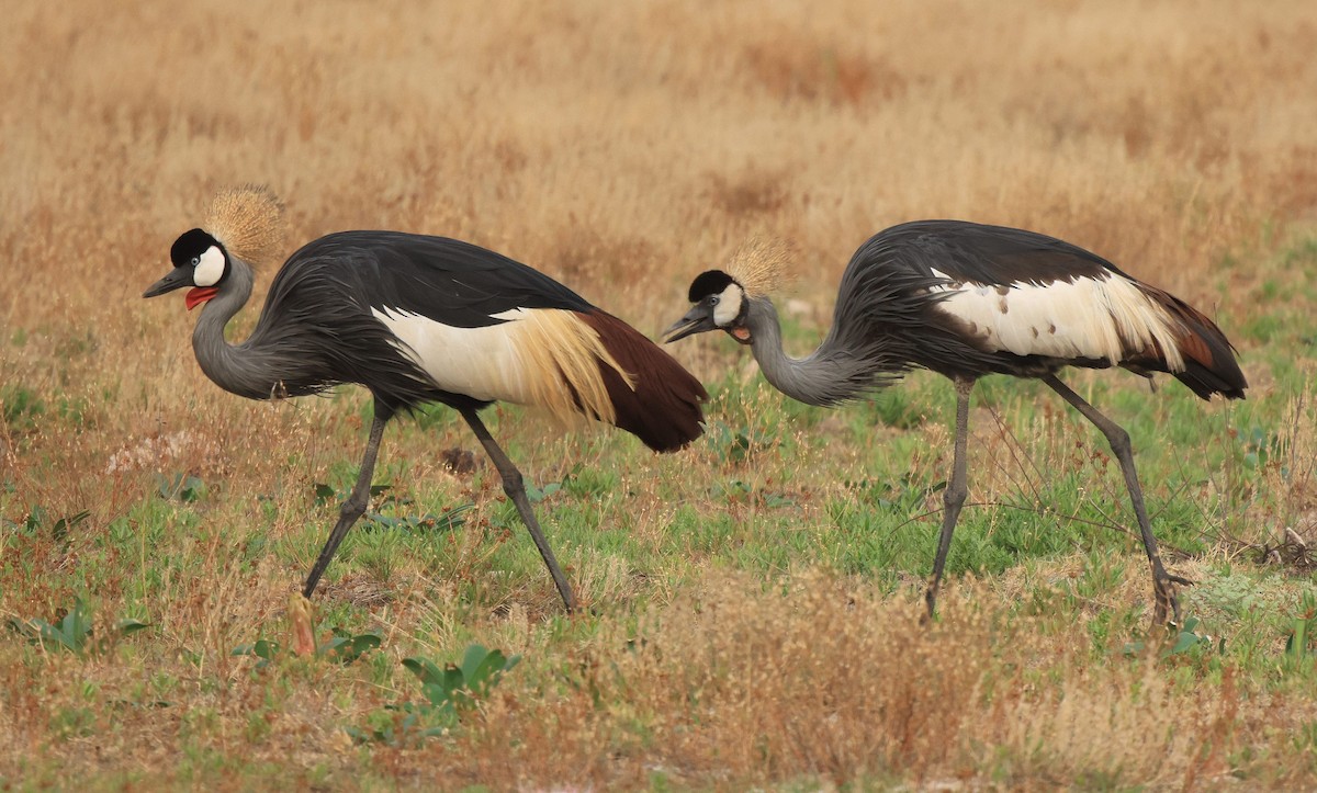 Gray Crowned-Crane - ML653960214