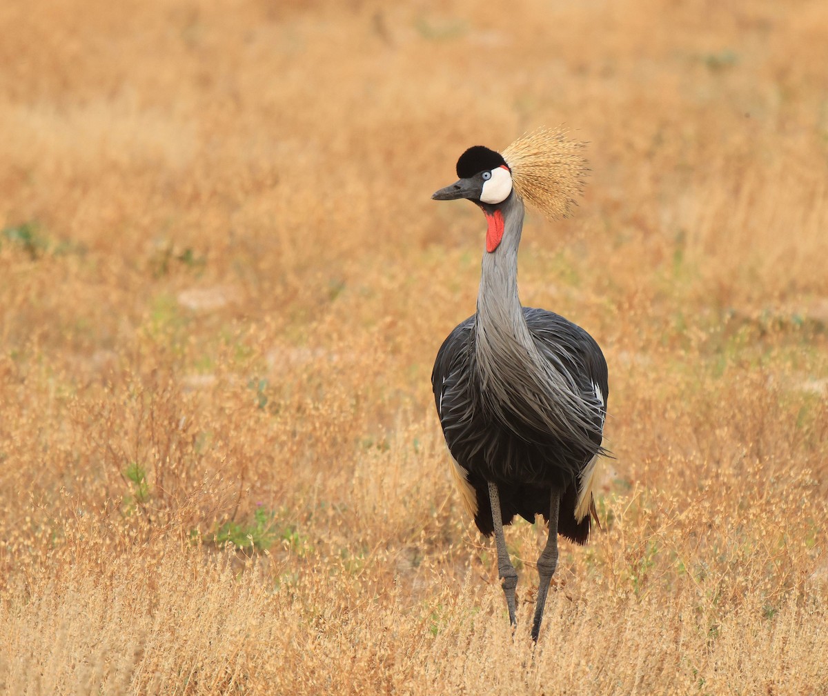 Gray Crowned-Crane - ML653960215