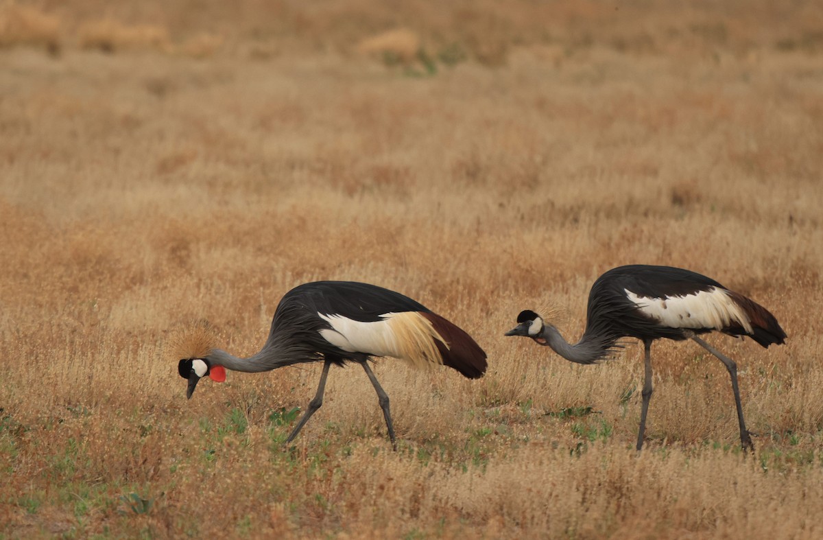 Gray Crowned-Crane - ML653960216