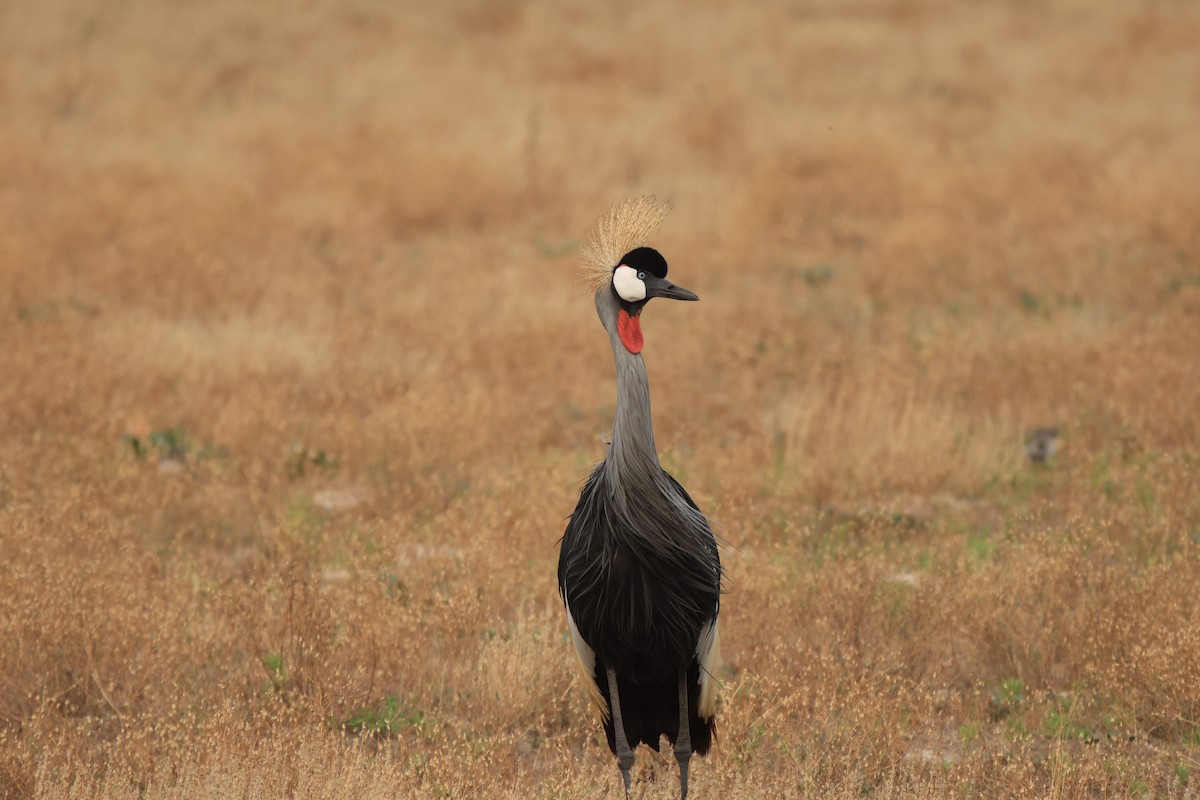 Gray Crowned-Crane - ML653960217