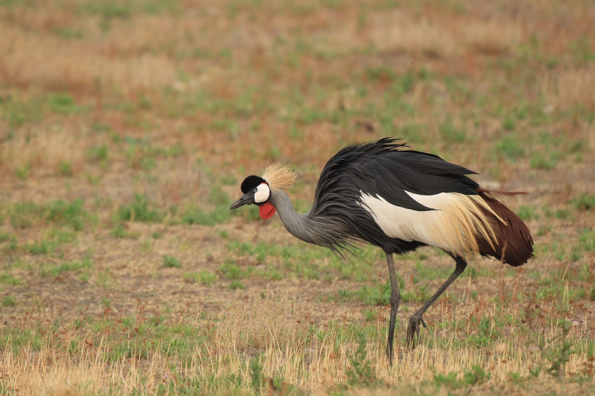 Gray Crowned-Crane - ML653960218