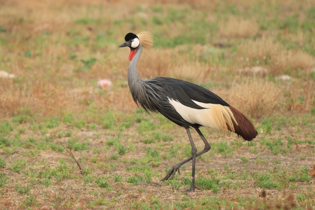 Gray Crowned-Crane - ML653960219