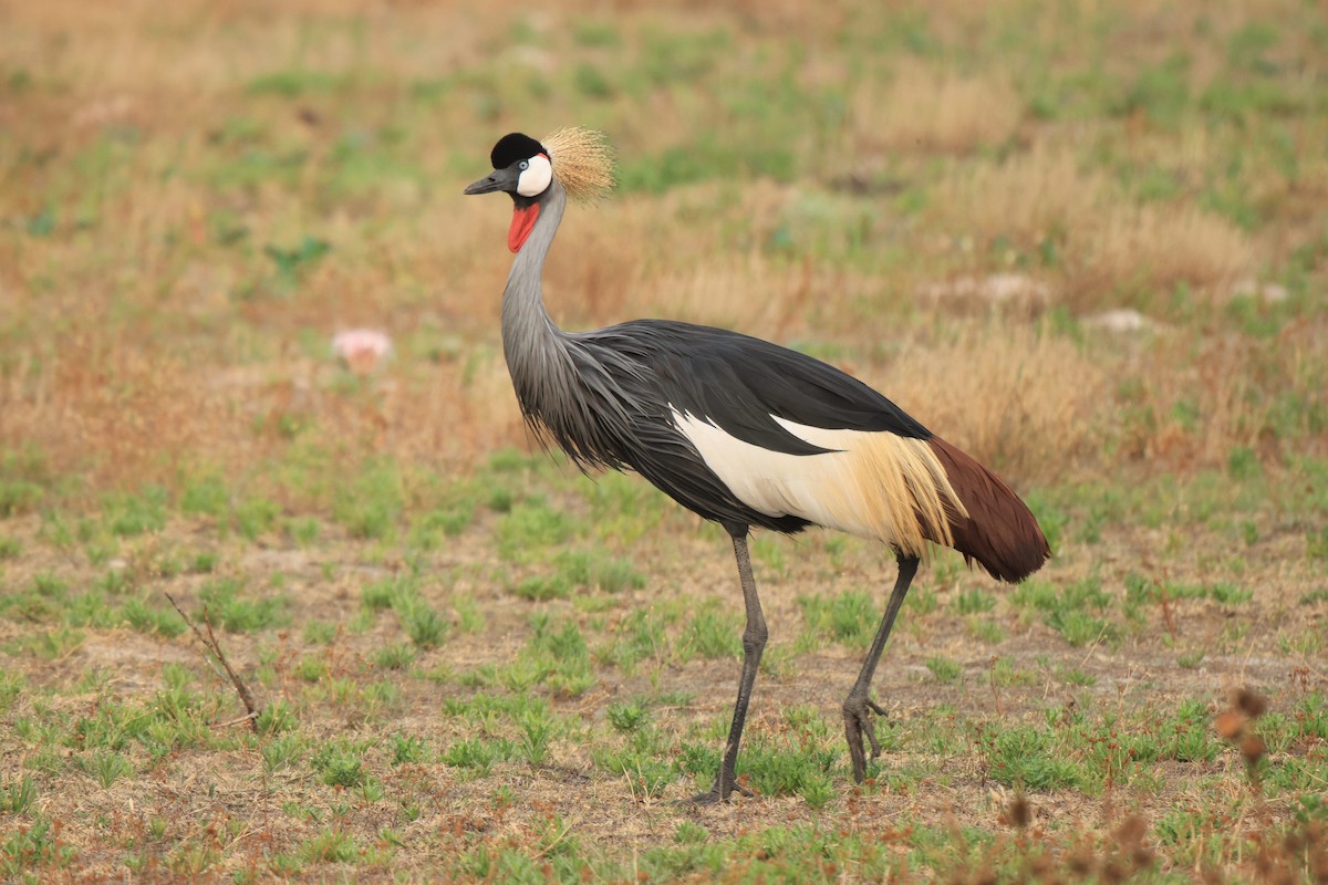 Gray Crowned-Crane - ML653960220