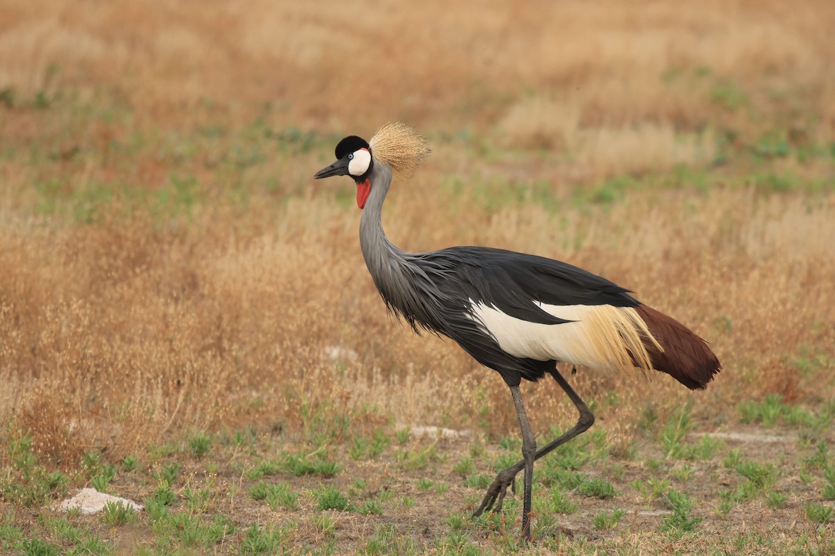 Gray Crowned-Crane - ML653960221