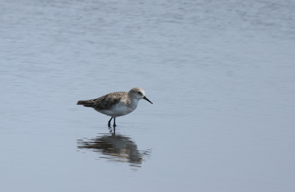 Little Stint - ML653960813