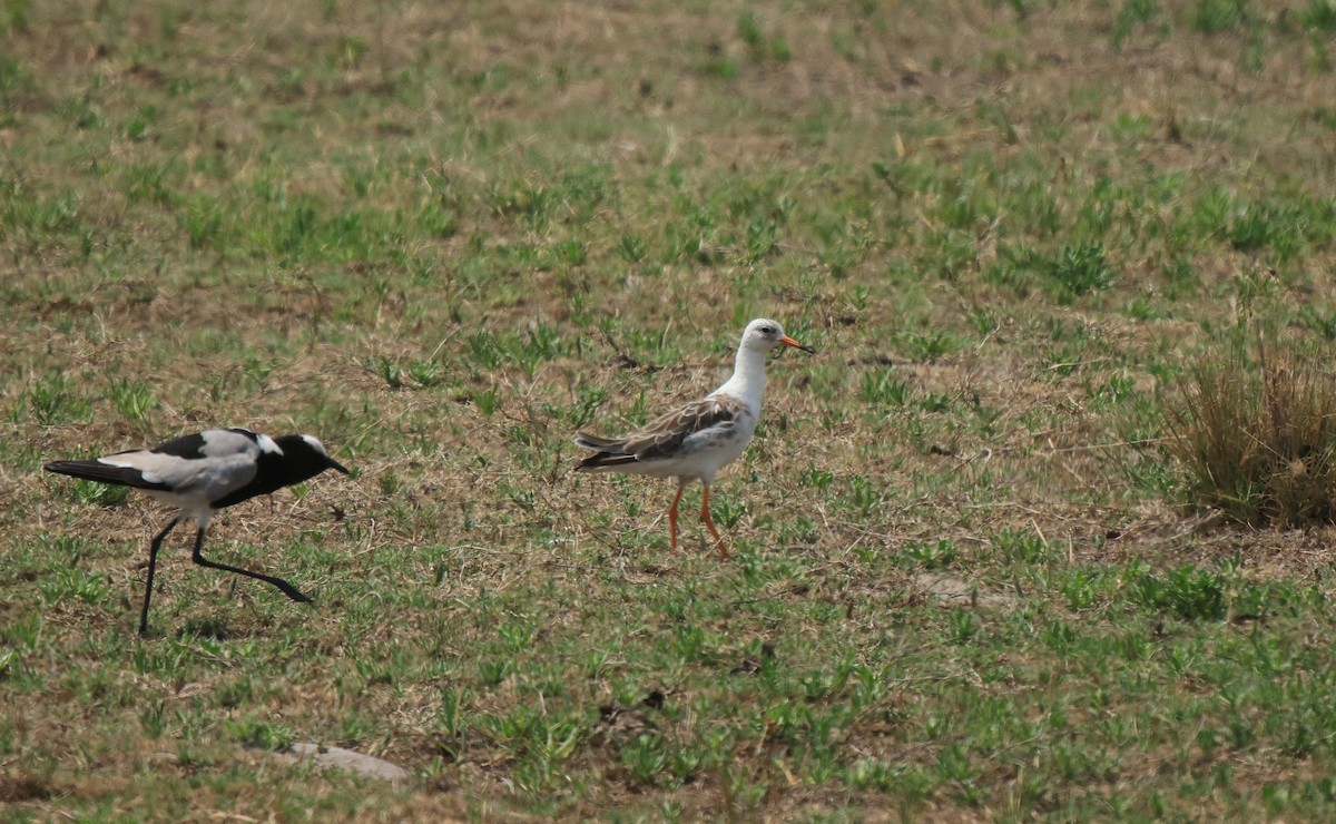 Ruff - ML653960815