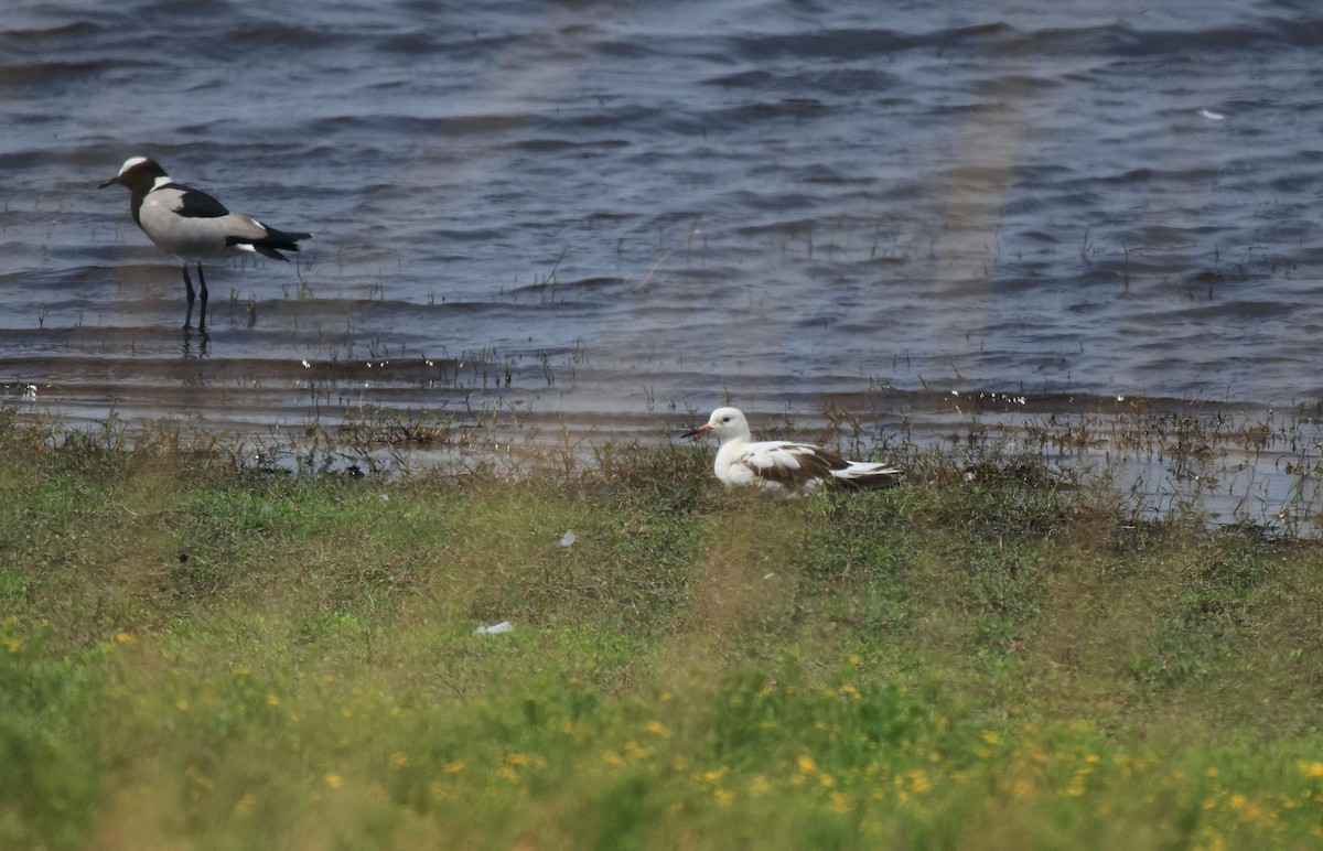 Ruff - ML653960816