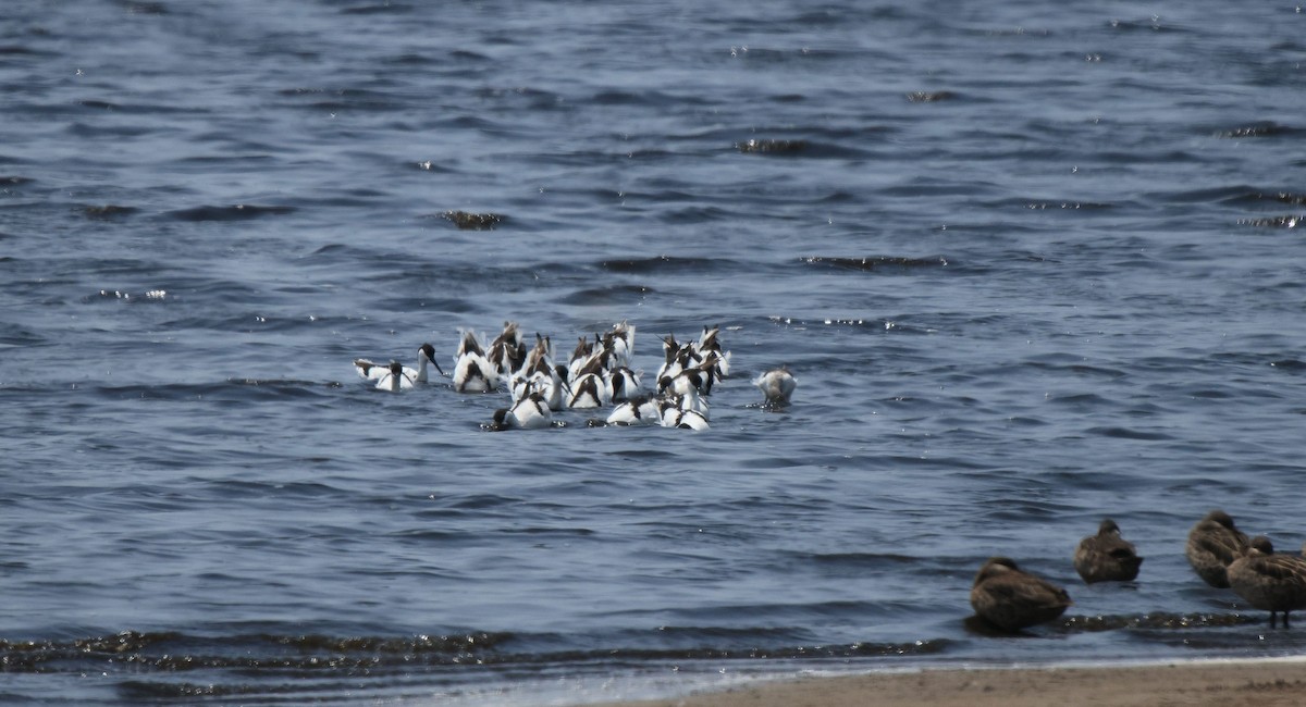 Pied Avocet - ML653960821