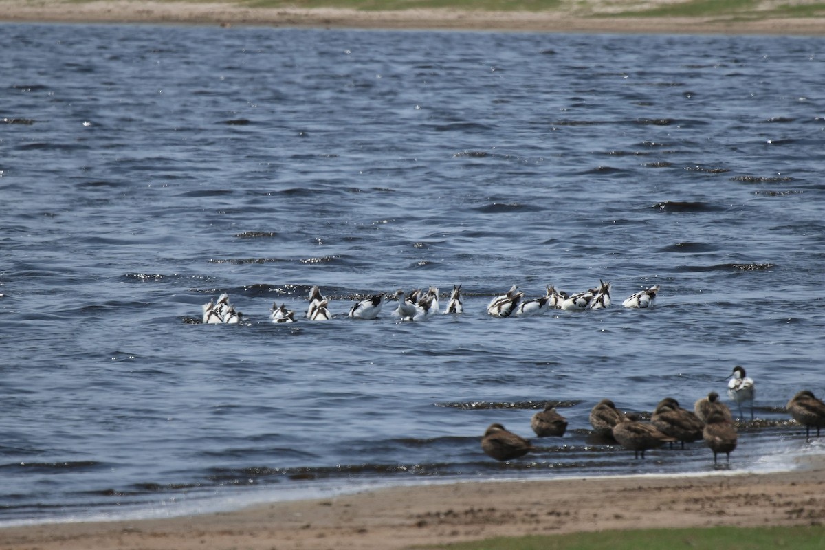 Pied Avocet - ML653960823