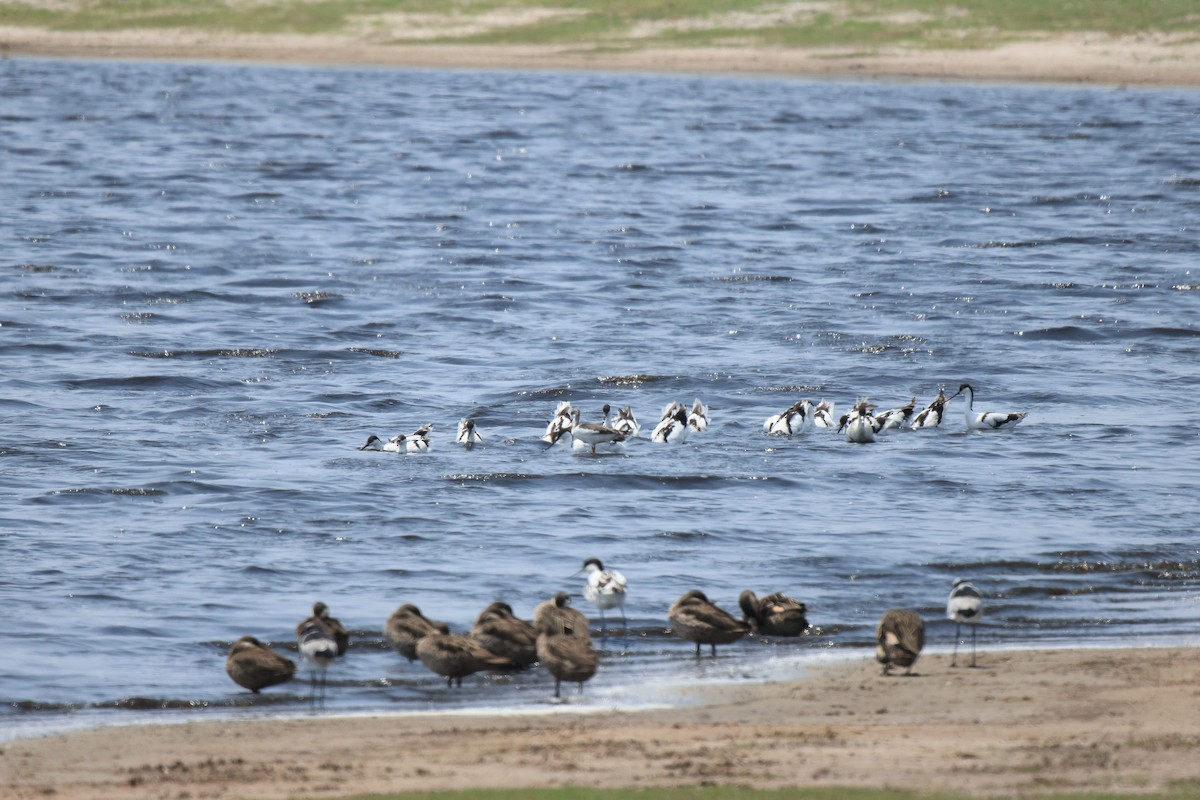 Pied Avocet - ML653960824
