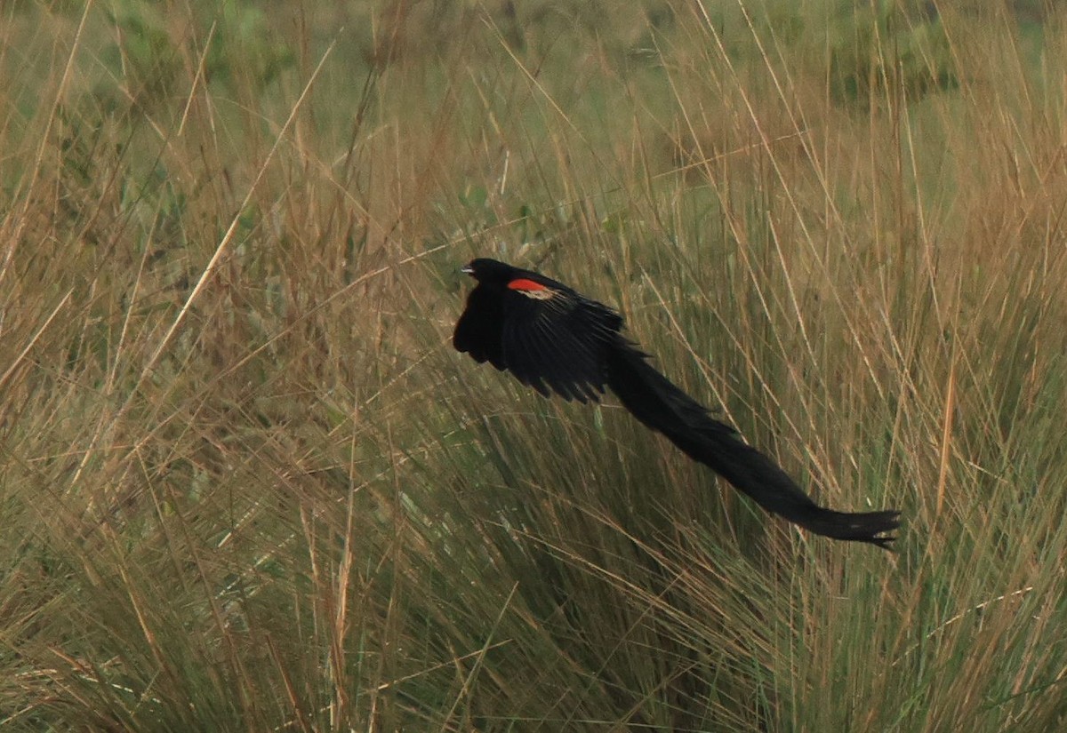 Long-tailed Widowbird - ML653960832