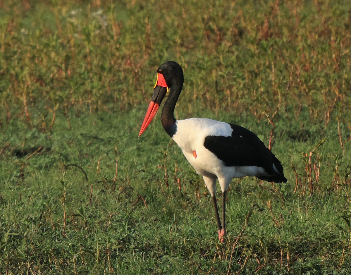 Saddle-billed Stork - ML653960845