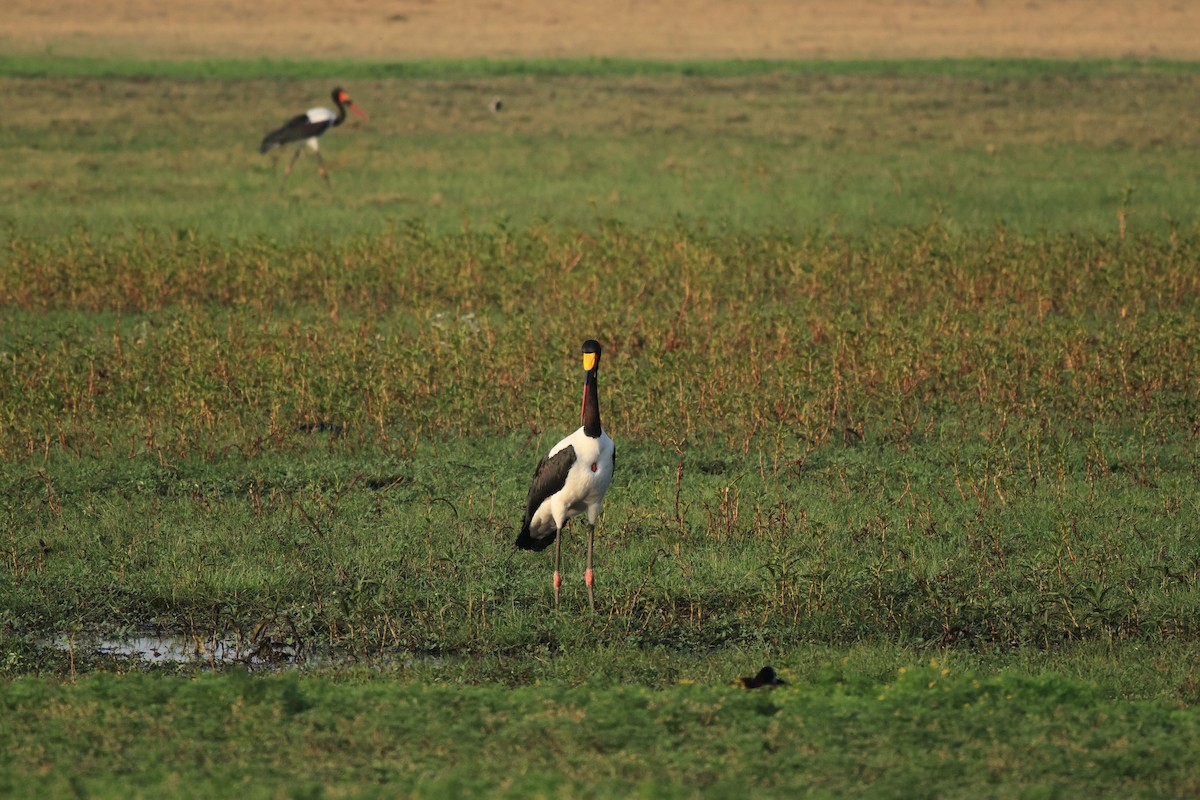 Saddle-billed Stork - ML653960846