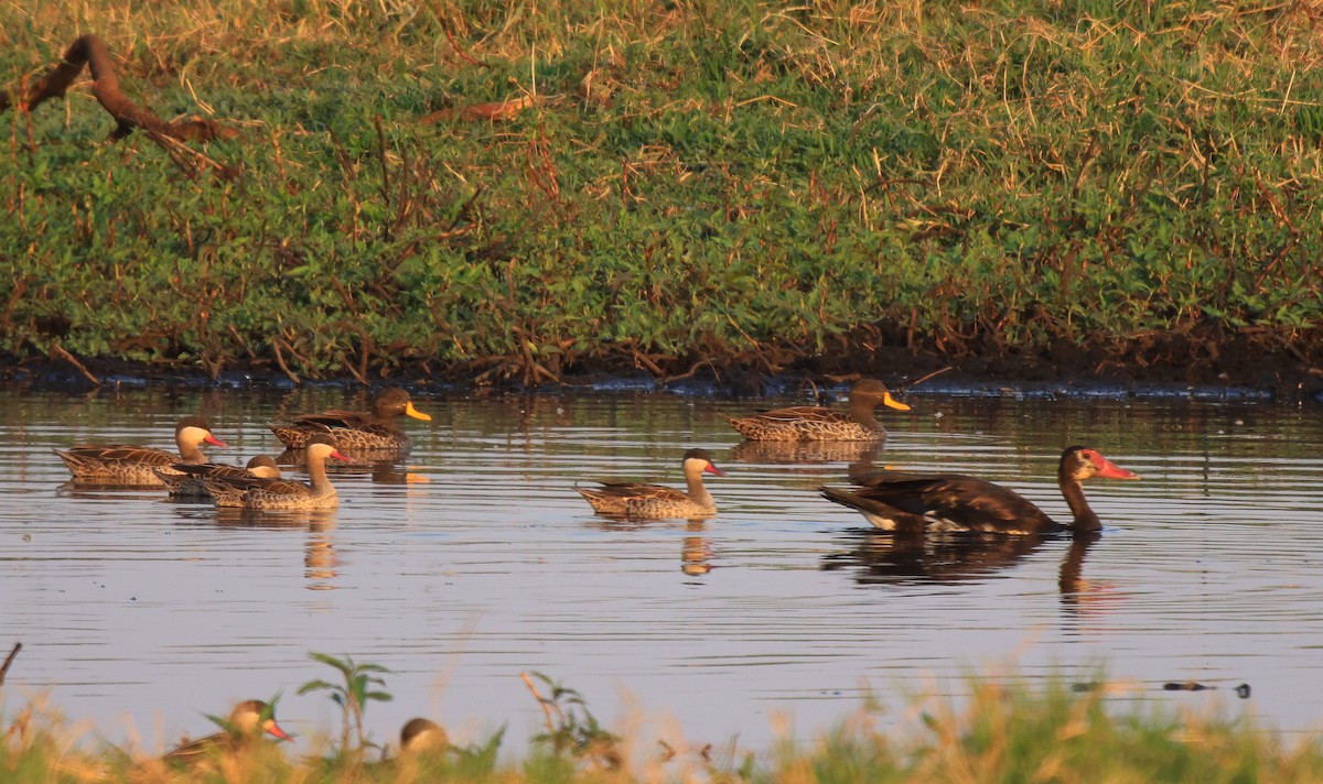 Yellow-billed Duck - ML653960857